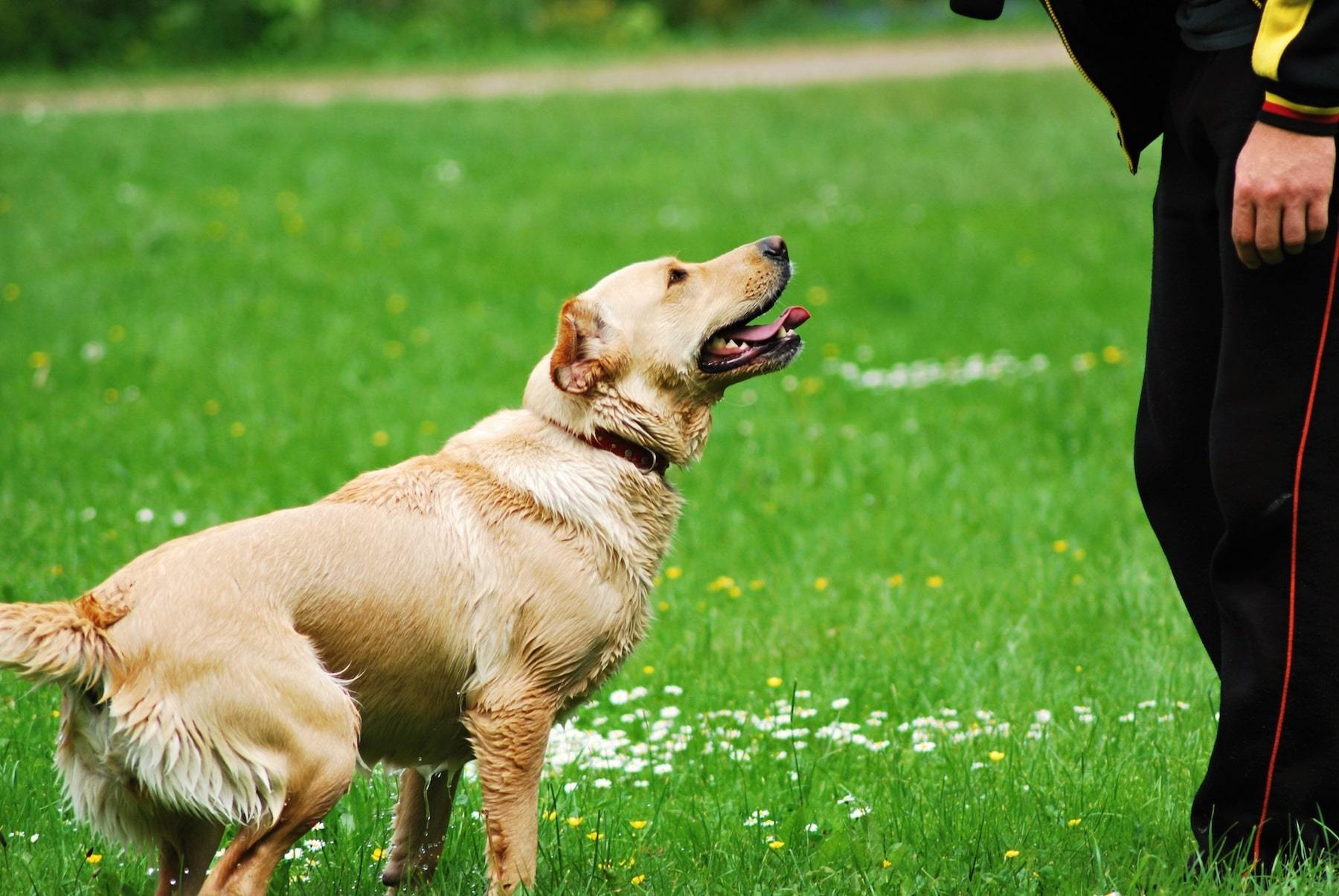 Training Recall: How to Teach Your Dog to Come When Called