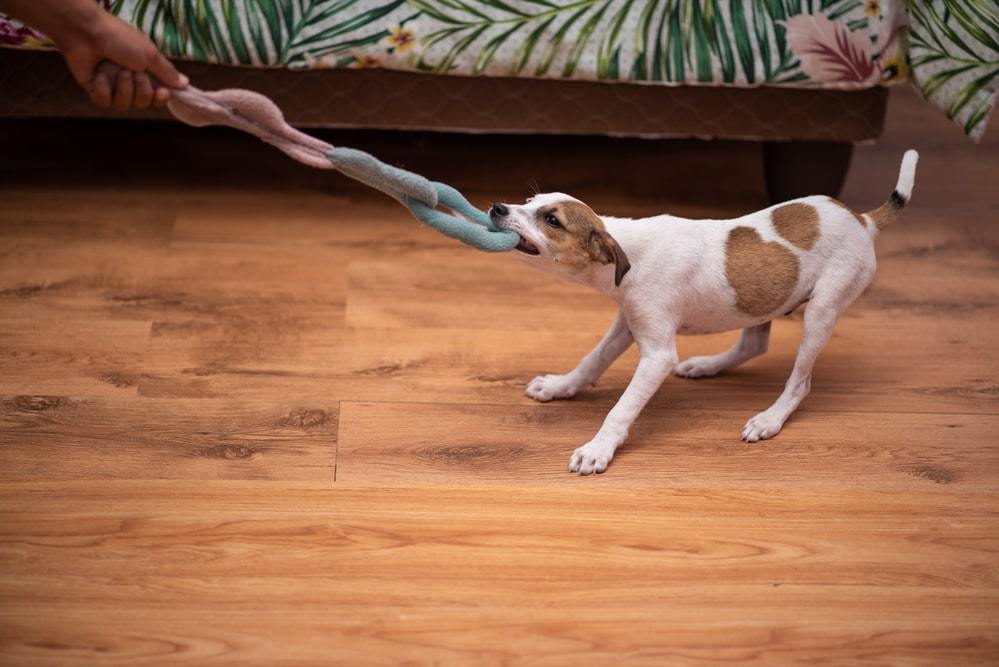 5 Ways to Exercise Your Dog at Home During the Coronavirus Crisis