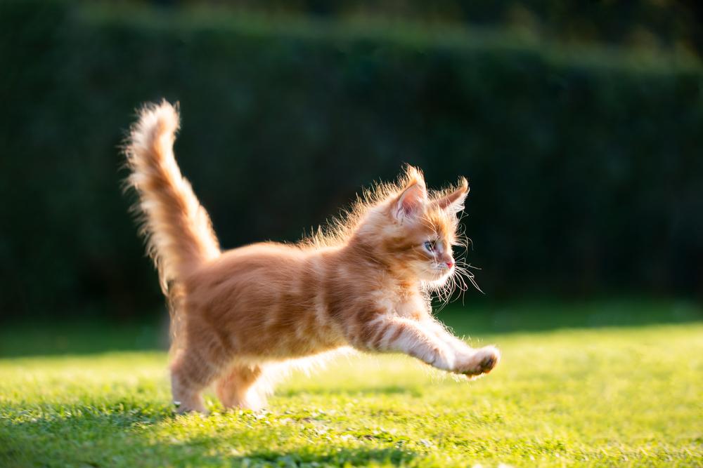 FitBark_cat_outside_running_playing | 8 Ways to Have Peace of Mind with an Outdoor Pet