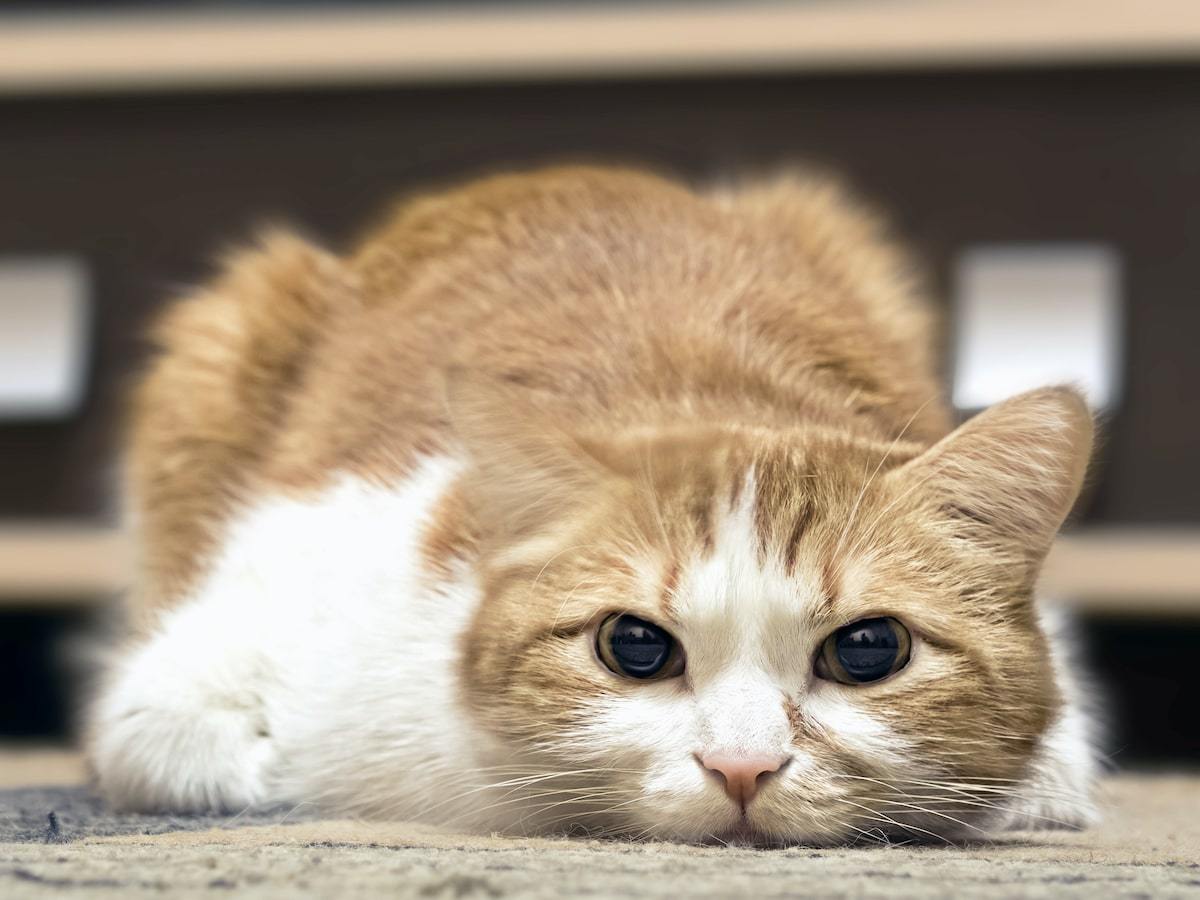 Cat Anxiety: Causes, Symptoms, and Natural Remedies