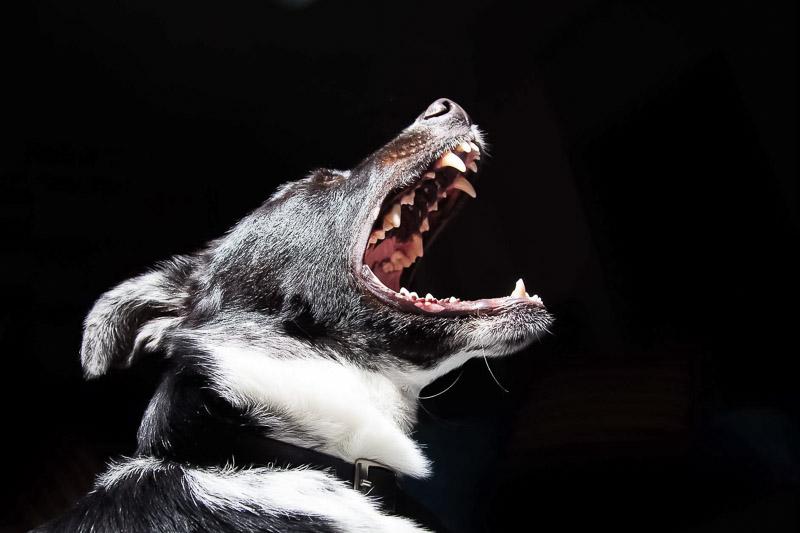 CBD Oil: Can it Help with Dog Aggression?