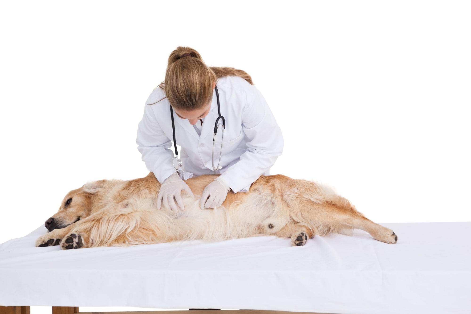 Common Dog Digestive Problems and Some Natural Remedies