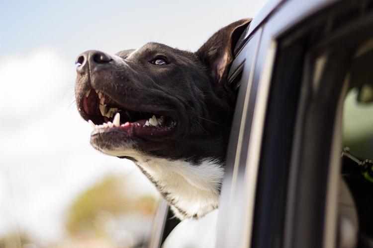 Dog Car Anxiety: Medications and Natural Alternatives