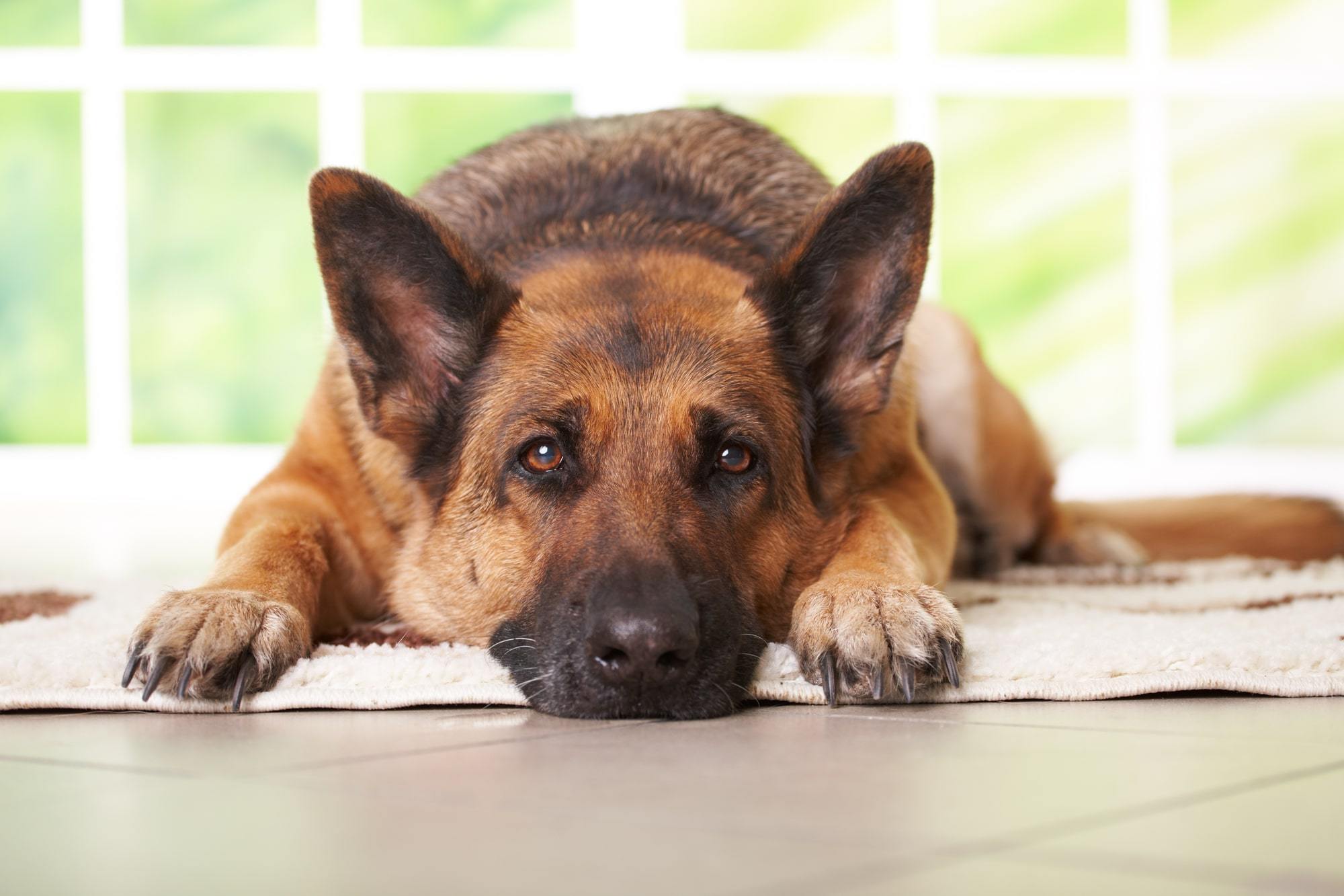 How to Relieve Joint Pain in Dogs