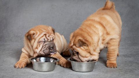 Two Shar Pei puppies eating out of metal food bowls with a gray background