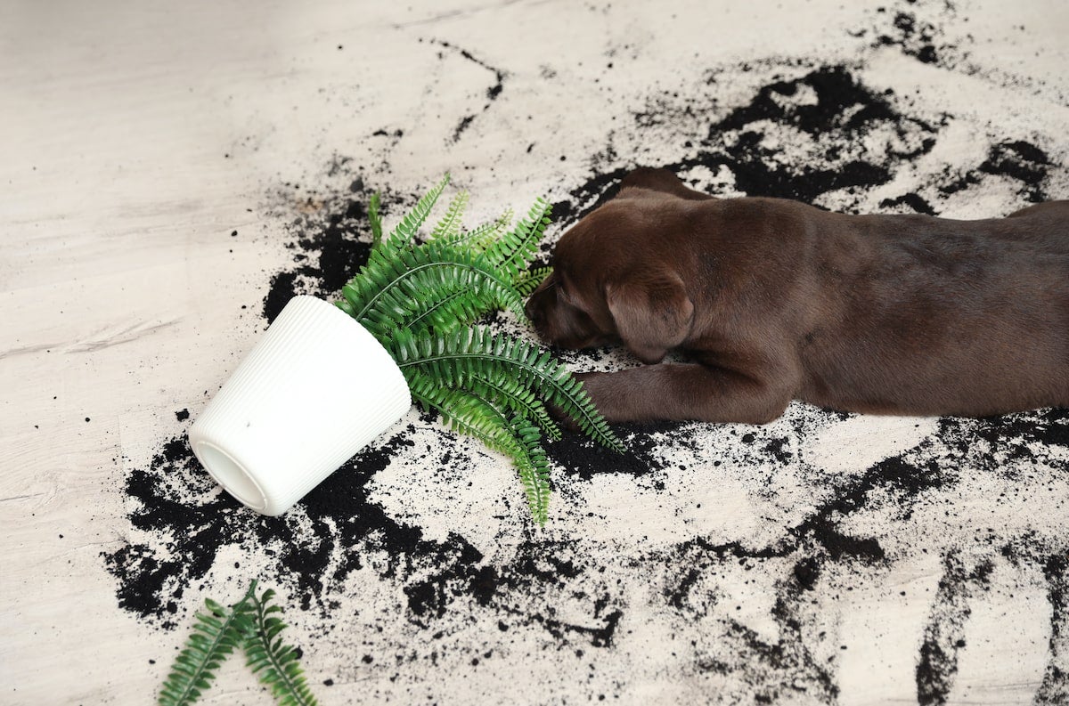 Plants Toxic to Pets: Is your indoor house plant making your pet sick?