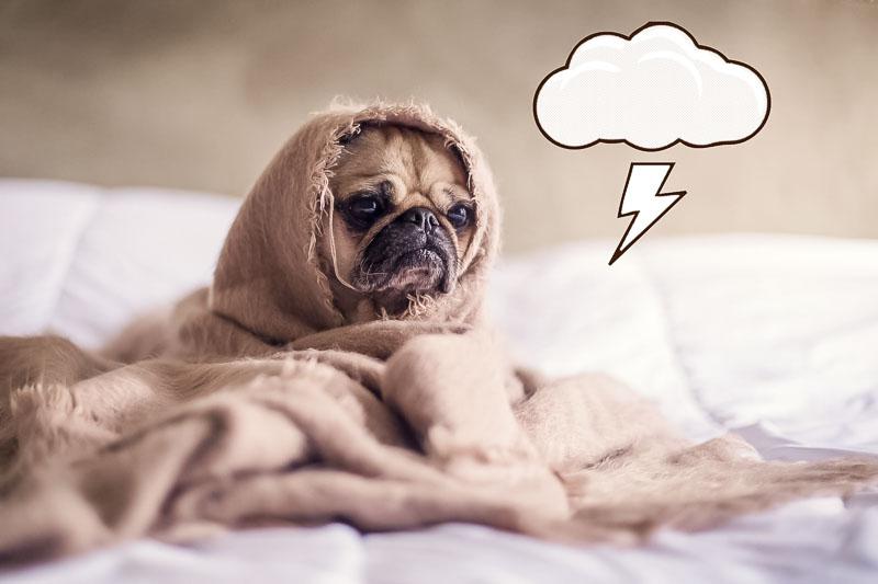 Thunderstorm Season: How to Help Your Dog Cope with Fear of Storms