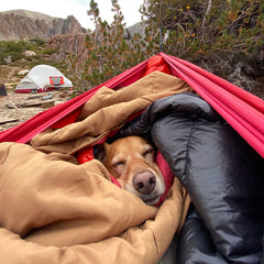 Dog Sleeping In Hammock With Tent In Background