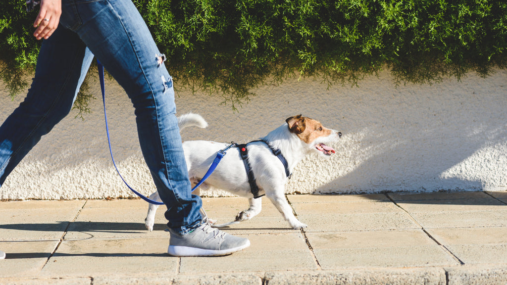 supplements for senior dogs