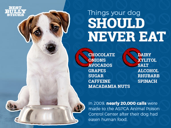 Things your dog should never eat