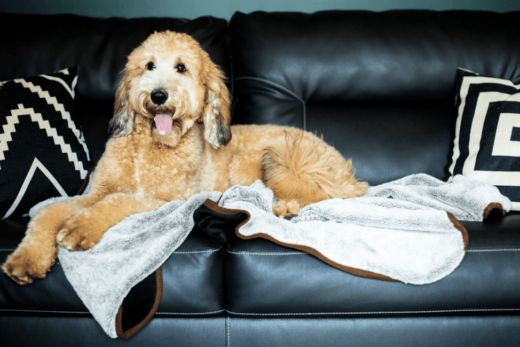 5 Safety Tips For Bathing Your Dog