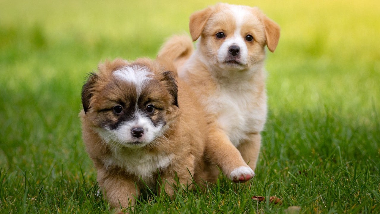 two-puppies
