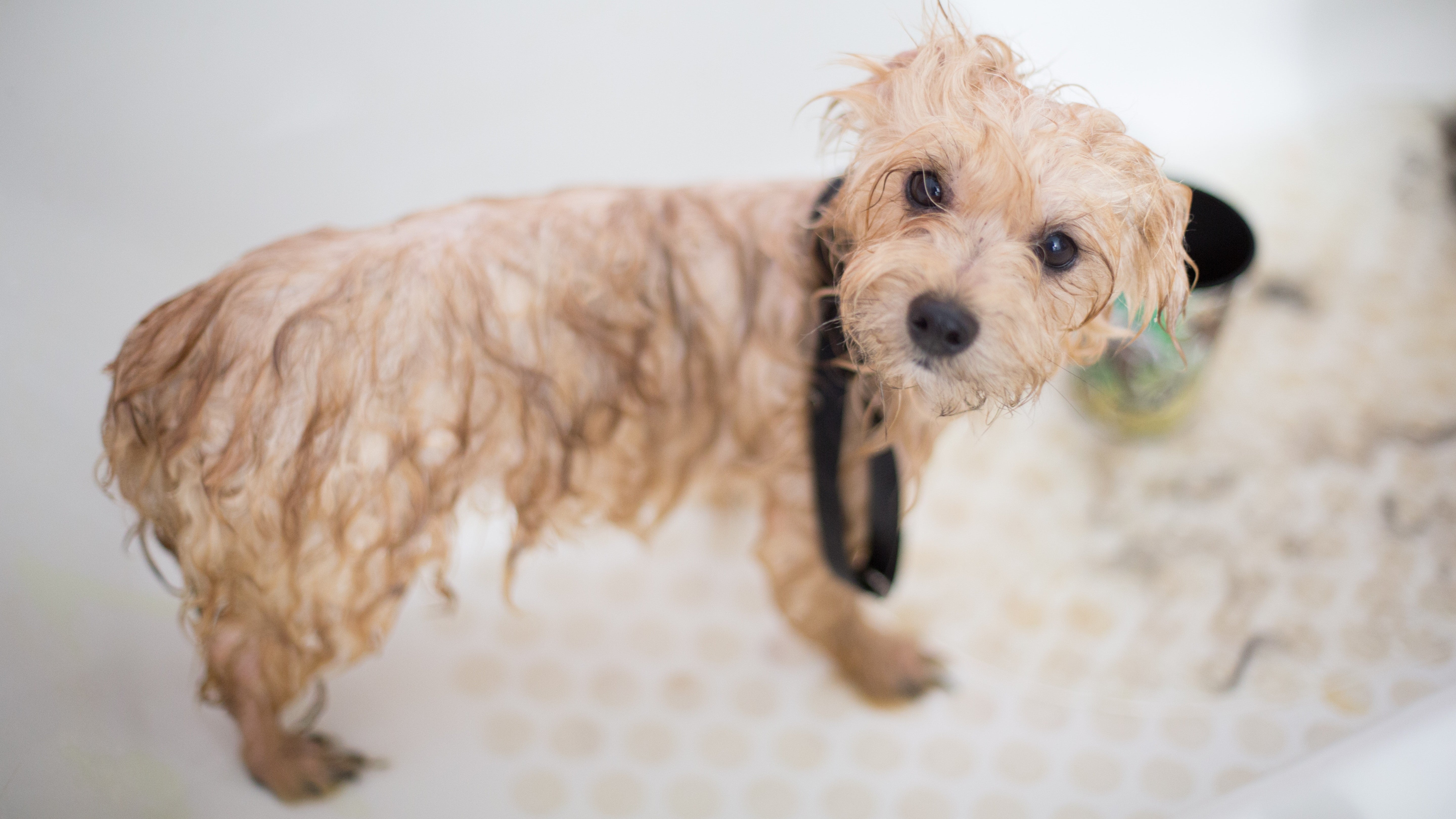 cute-dog-in-bath