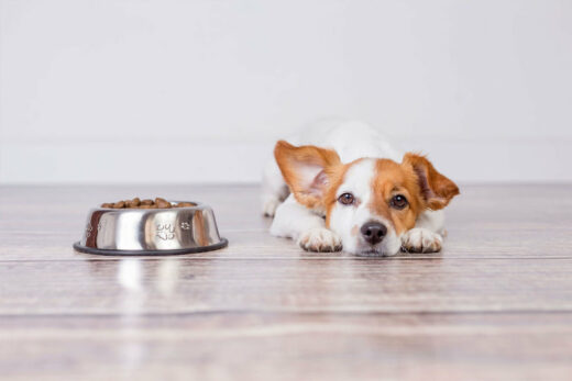 Are Dog Supplements ACTUALLY Important? Here's Why