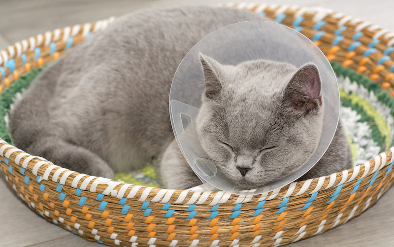 cat wearing a cone collar after vet