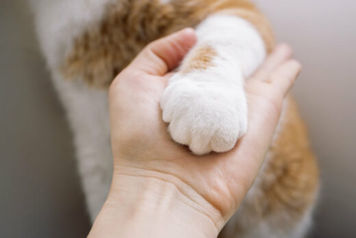 Basepaws Feline Cancer Research