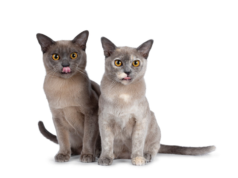two burmese cats