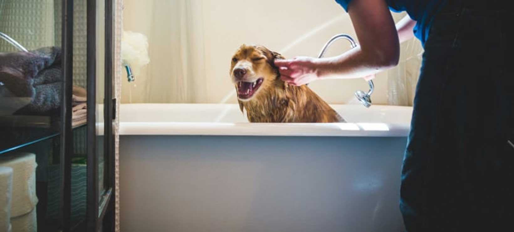 Dog Taking a Bath