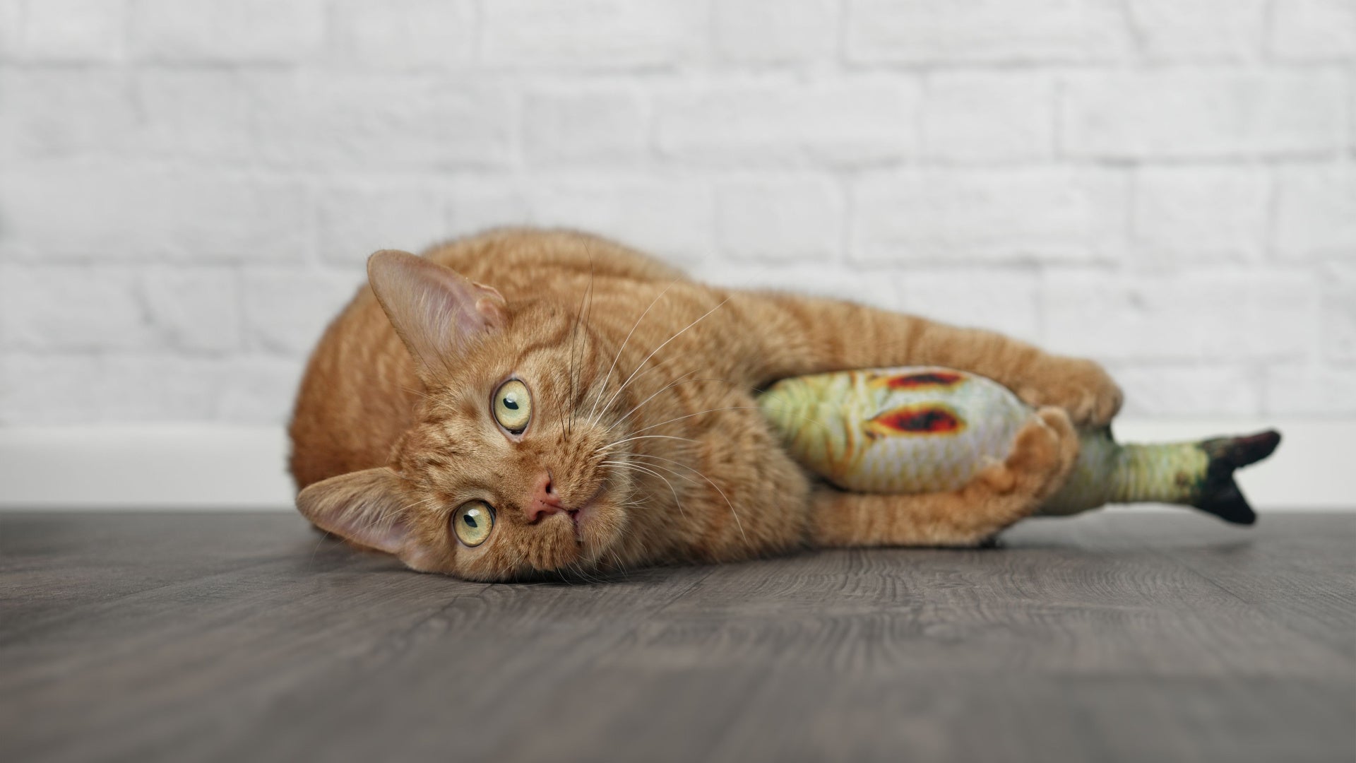 fish toy for cats