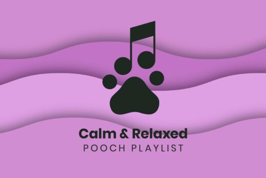 Calming Music for Dogs: Relaxed Pooch Playlist