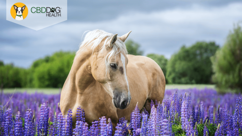 CBD For Anxiety In Horses