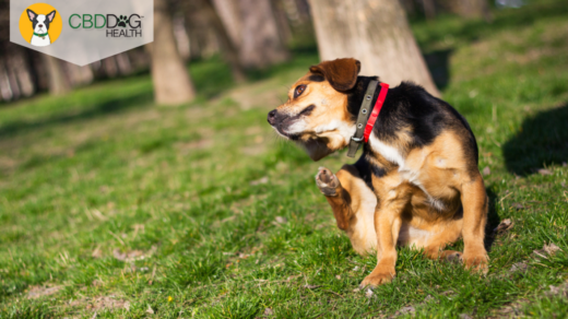 CBD for Dogs Reviews: Allergies