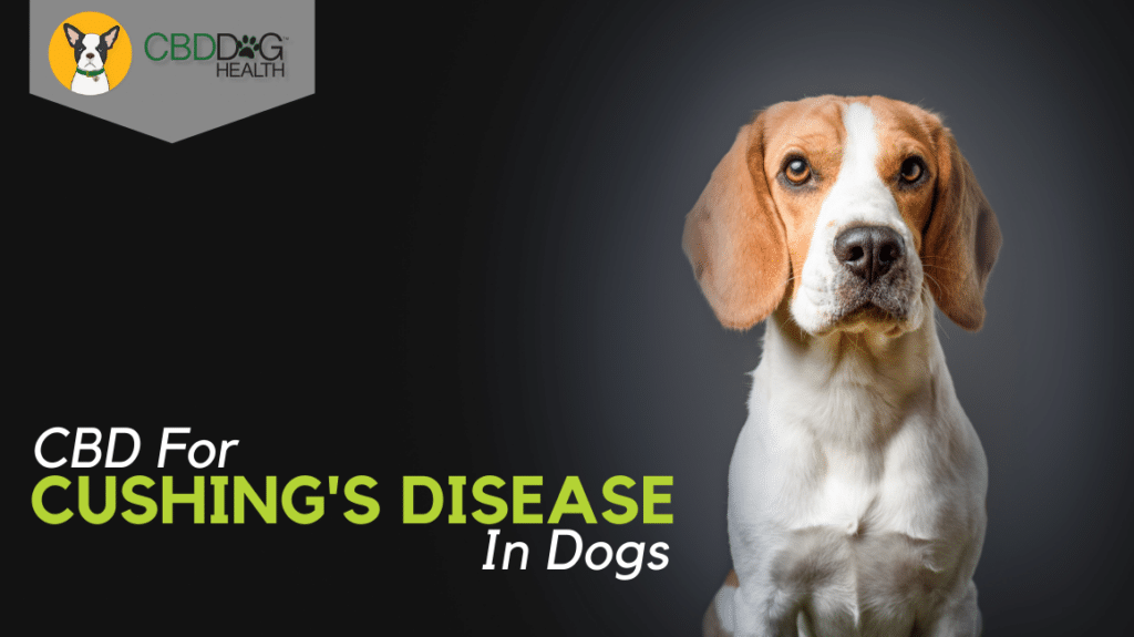 CBD For dogs with Cushing's Disease