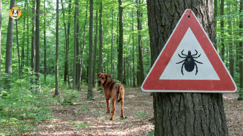 Is CBD an Effective Treatment for Lyme Disease