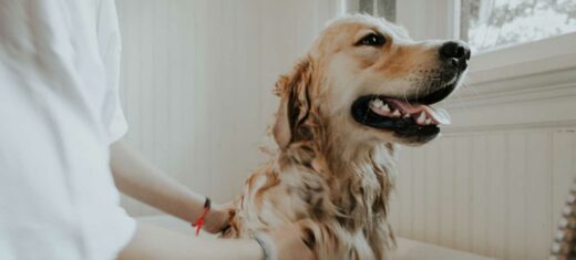 Do CBD Dog Treats Help with Anxiety?