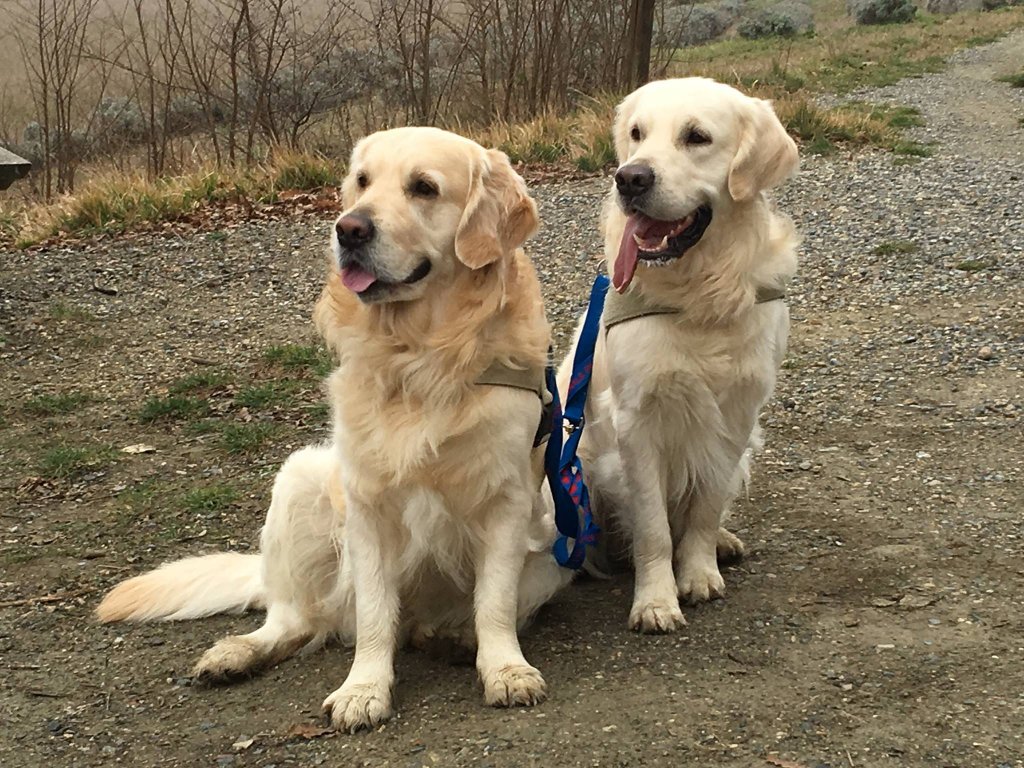 Two golden retriever dogs on leash, sitting side by side outside