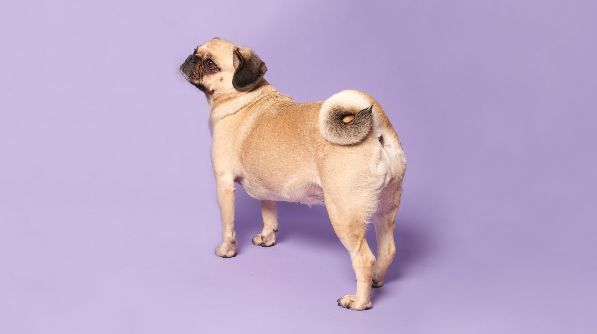 pug showing off their butt