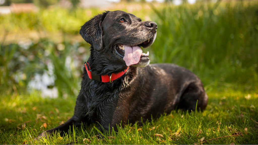 arthritis in senior dogs