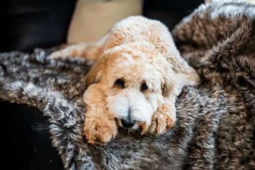 How To Provide Comfort To Your Anxious Dog?