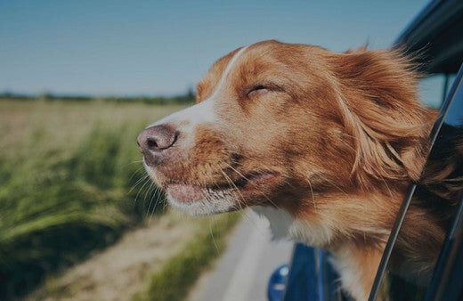 Must-Have Dog Items for Off-Roading