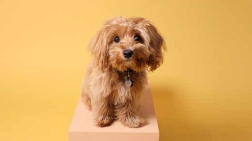 New puppy checklist: Everything you need to know
