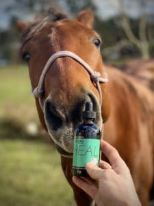 Horse with HEAL CBD oil for horses
