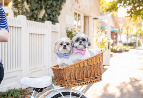 The Best Dog-Friendly Destinations To Visit This Summer