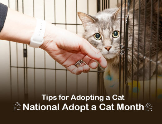 Tips For Adopting A Cat -National Adopt A Cat Month
