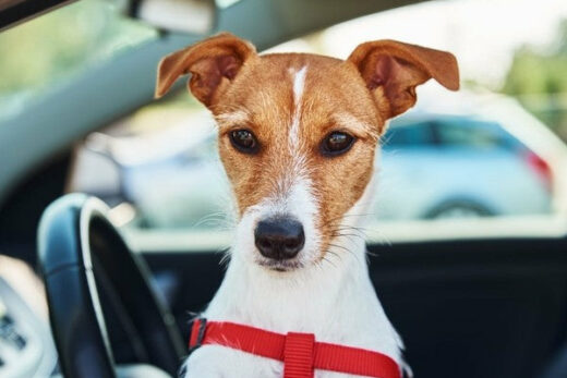 Tips to Prevent Car Sickness in Dogs