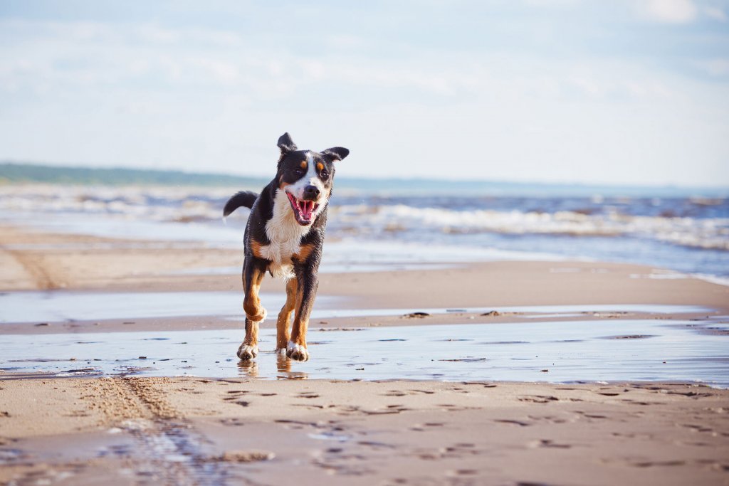 black, white, and brown dog running on the beach with ocean in the background