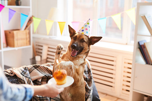 birthday party for dog