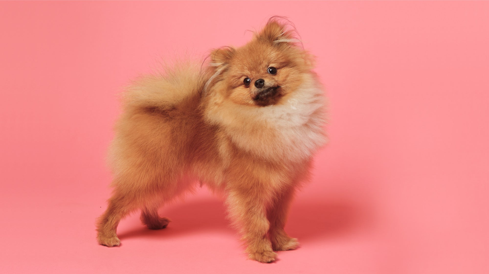Fluffy dog on a pink background