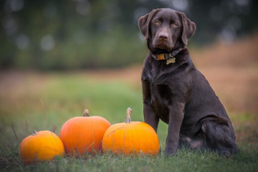 How To Prepare For Halloween As A Dog Owner