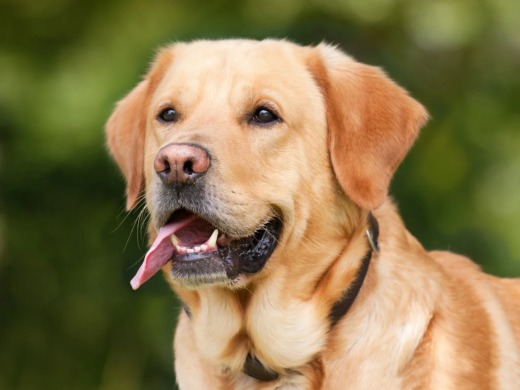 8 Ways CBD Oil May Help Your Dogs Seasonal Allergies
