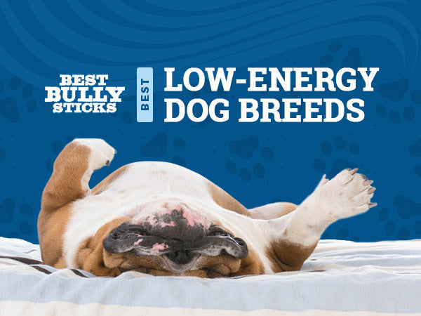 Best Low-Energy Dog Breeds