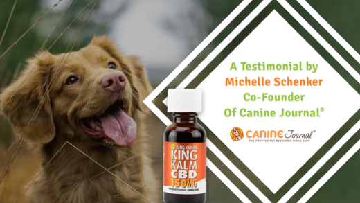How Pet CBD Oil Reduced My Dog’s Arthritis Pain | King Kanine