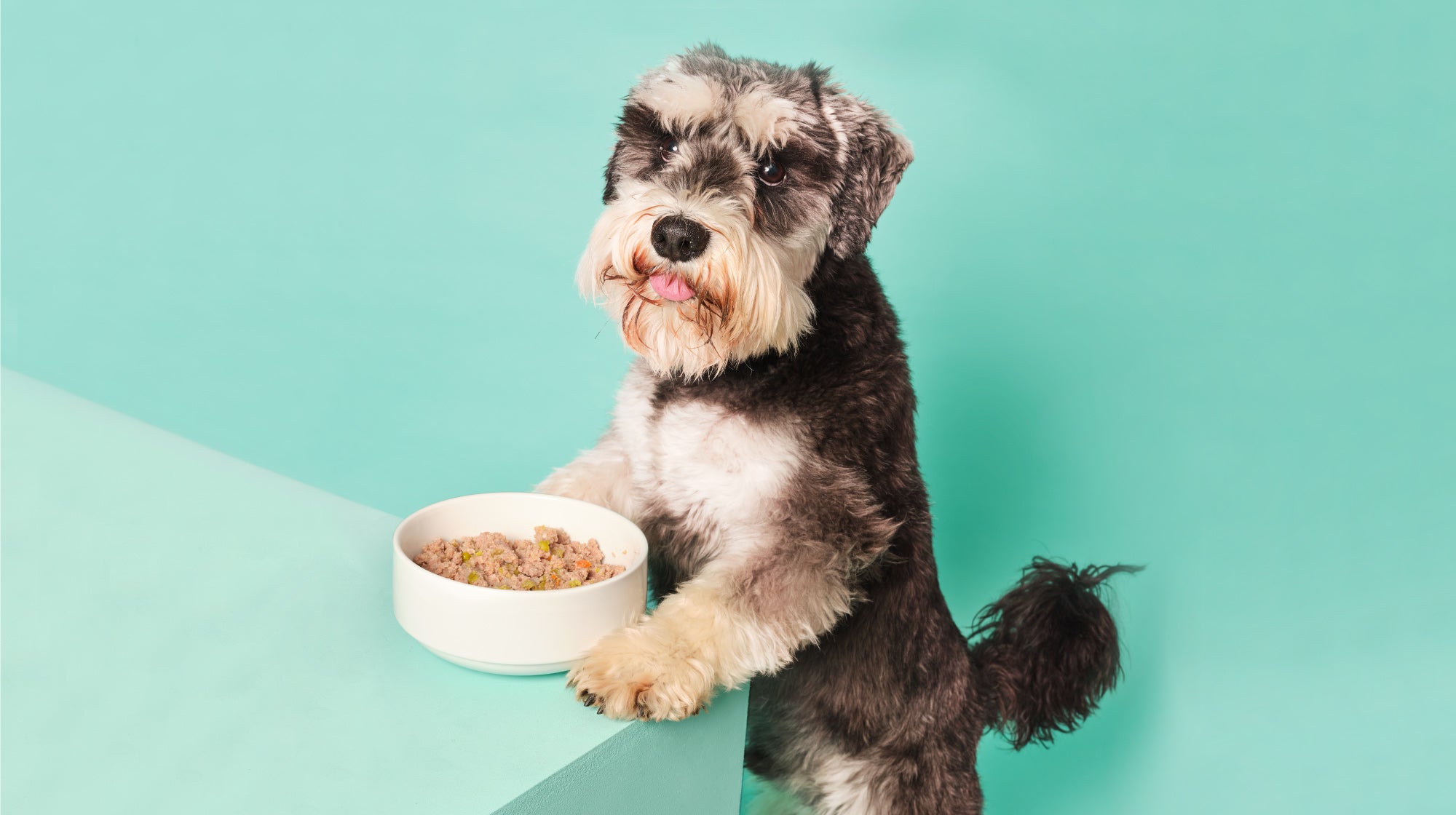 schnauzer dog eating a bowl of dog food
