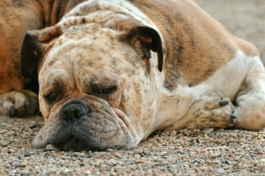 What Causes Stress in Dogs and How to Ease It