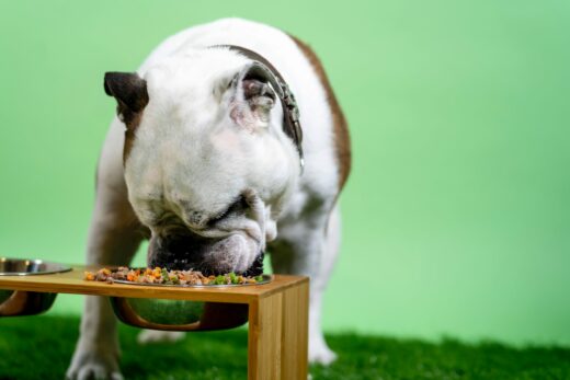 What Veggies Are Healthy For Your Dog: Canine-Friendly Greens