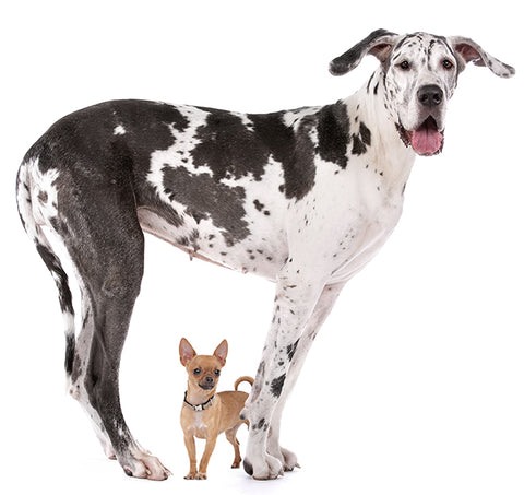 Chihuahua and great dane, small dogs, size of chihuahua, best small dogs, best dog for apartment 